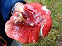 Roter Heringstäubling, Foto 16