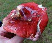 Roter Heringstäubling, Foto 17