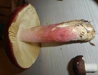 Roter Heringstäubling, Foto 21