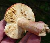 Roter Heringstäubling, Foto 25