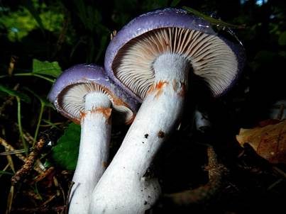 Blauer Schleimfuß, Foto 2