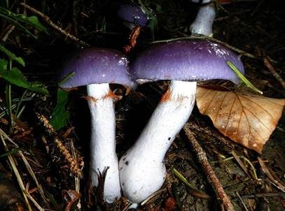 Blauer Schleimfuß, Foto 3
