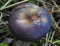Blauer Schleimfuß, Foto 12