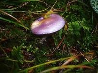 Blauer Schleimfuß, Foto 5