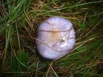 Blauer Schleimfuß, Foto 6