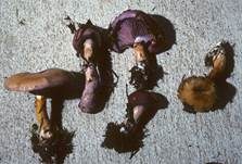 Blauer Schleimfuß, Foto 8
