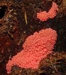 Roter Kugelschleimpilz, Foto 14