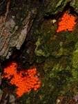 Roter Kugelschleimpilz, Foto 15