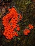 Roter Kugelschleimpilz, Foto 16