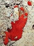 Roter Kugelschleimpilz, Foto 22