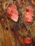 Roter Kugelschleimpilz, Foto 6