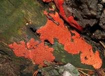 Roter Kugelschleimpilz, Foto 7