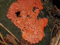 Roter Kugelschleimpilz, Foto 8