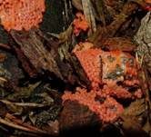 Roter Kugelschleimpilz, Foto 9