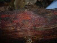 Roter Rindenkohlenbeerenpilz, Foto 6