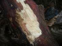 Roter Rindenkohlenbeerenpilz, Foto 8