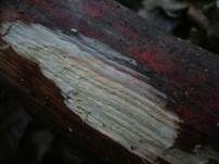Roter Rindenkohlenbeerenpilz, Foto 9