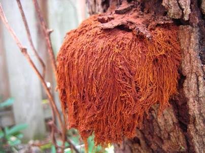 Roter Schillerporling, Foto 2