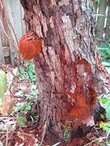 Roter Schillerporling, Foto 3