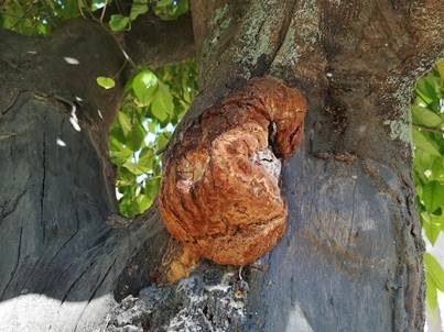 Roter Schillerporling, Foto 4