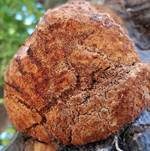 Roter Schillerporling, Foto 5