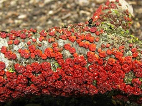 Roter Zystidenrindenpilz, Foto 3