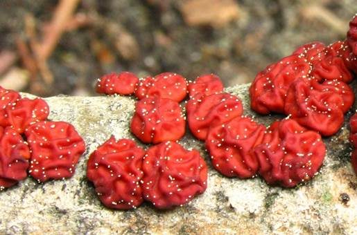 Roter Zystidenrindenpilz, Foto 4