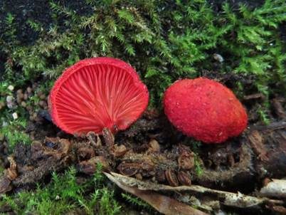 Rotes Stummelfüßchen, Foto 2