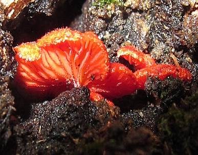 Rotes Stummelfüßchen, Foto 3