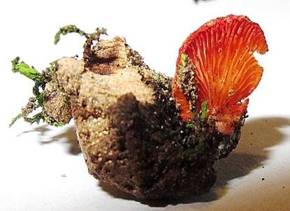 Rotes Stummelfüßchen, Foto 4