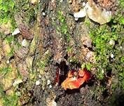 Rotes Stummelfüßchen, Foto 6