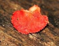 Rotes Stummelfüßchen, Foto 9