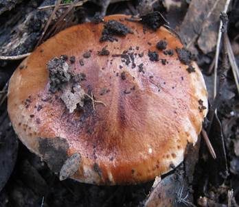 Rotfleckender Kiefernritterling, Foto 3