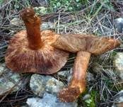 Rotfleckender Kiefernritterling, Foto 12