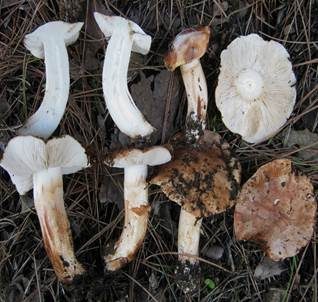 Rotfleckender Kiefernritterling, Foto 4