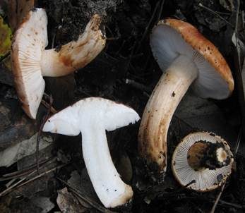 Rotfleckender Kiefernritterling, Foto 6
