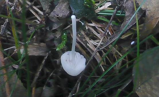 Albino Weißmilchhelmling, Foto 2