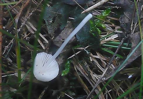 Albino Weißmilchhelmling, Foto 3
