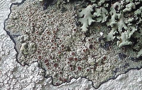 Rotfruchtige Krustenflechte, Foto 2