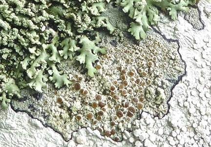 Rotfruchtige Krustenflechte, Foto 3