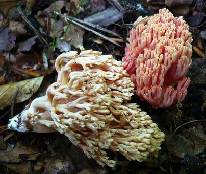 Rotgelbbraune Koralle, Foto 2