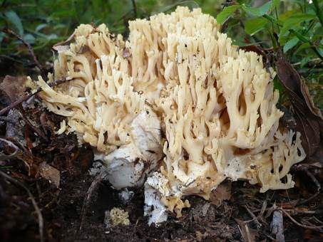 Rotgelbbraune Koralle, Foto 3