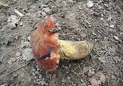 Rothütiger Hexenröhrling, Foto 2