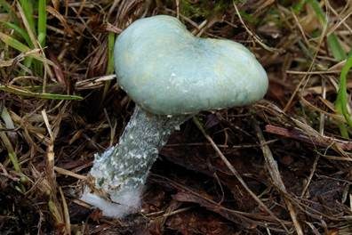 Blauer Träuschling, Foto 3