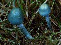 Blauer Träuschling, Foto 15