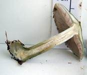 Blauer Träuschling, Foto 20