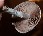 Blauer Träuschling, Foto 21