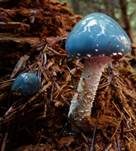 Blauer Träuschling, Foto 23