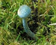 Blauer Träuschling, Foto 26