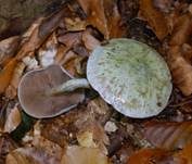 Blauer Träuschling, Foto 8